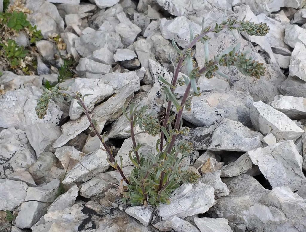 Artemisia genipi / Genep